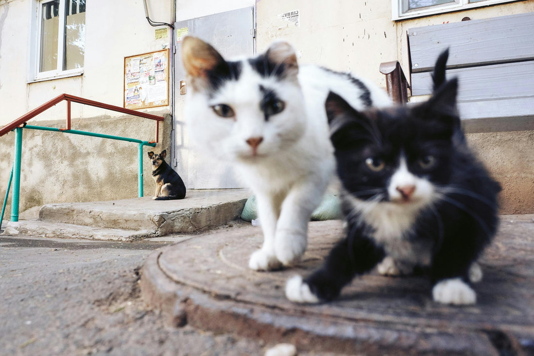 Tired of the “Door Wars”? Pawmee’s Cat Door Latch is Your Multi-Purpose Hero