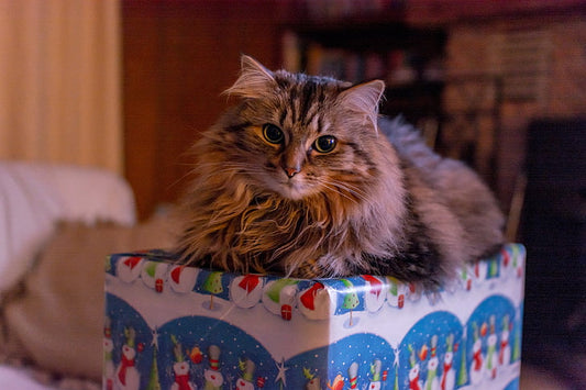 Beyond Catnip and Toys:Give Your Cat the Gift of Privacy with Pawmee