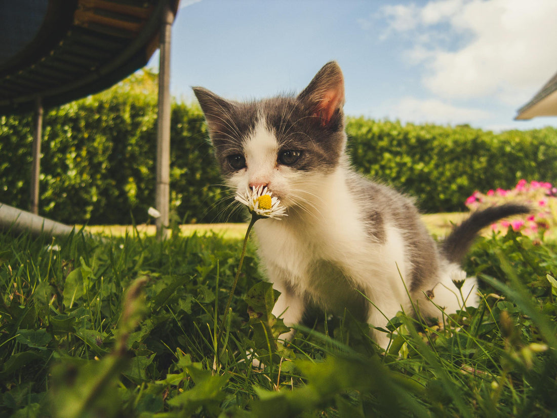 The Perfect Gift for Cat Lovers: Pawmee Cat Door Latch, Making Life Better for Cats!