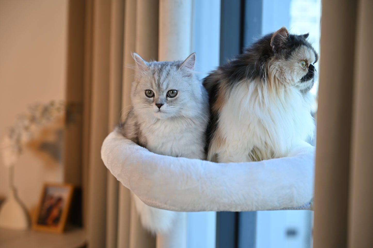 Pawmee Cat Window Perch with Cushion Bed