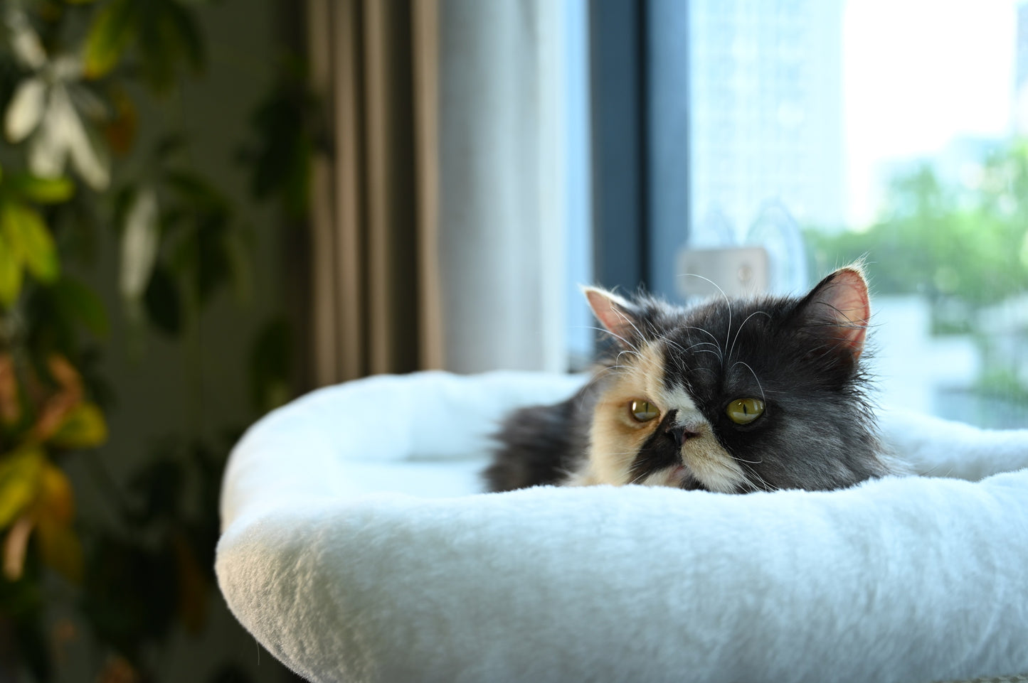 Pawmee Cat Window Perch with Cushion Bed